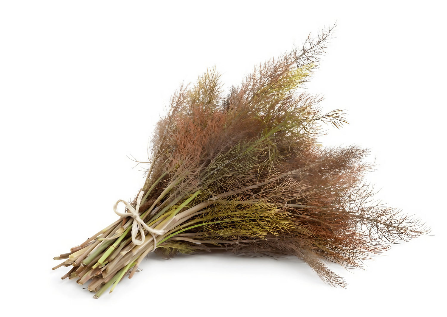 Dried Bronze Fennel stems arranged against a white backdrop