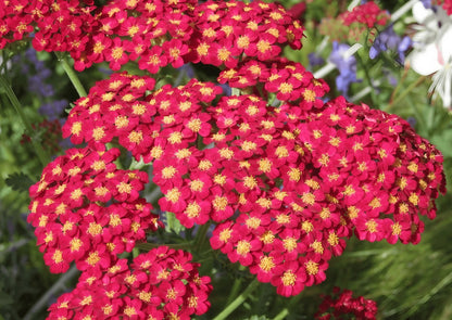 Detailed image of the red and yellow blooms of Achillea Millefolium Rubra Red