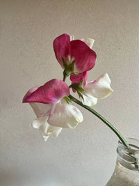 A close-up of the Sweet Pea Parfume Promise by Bishy Barnabees Cottage Garden features delicate pink and white petals in a glass vase, set against a plain, light background.