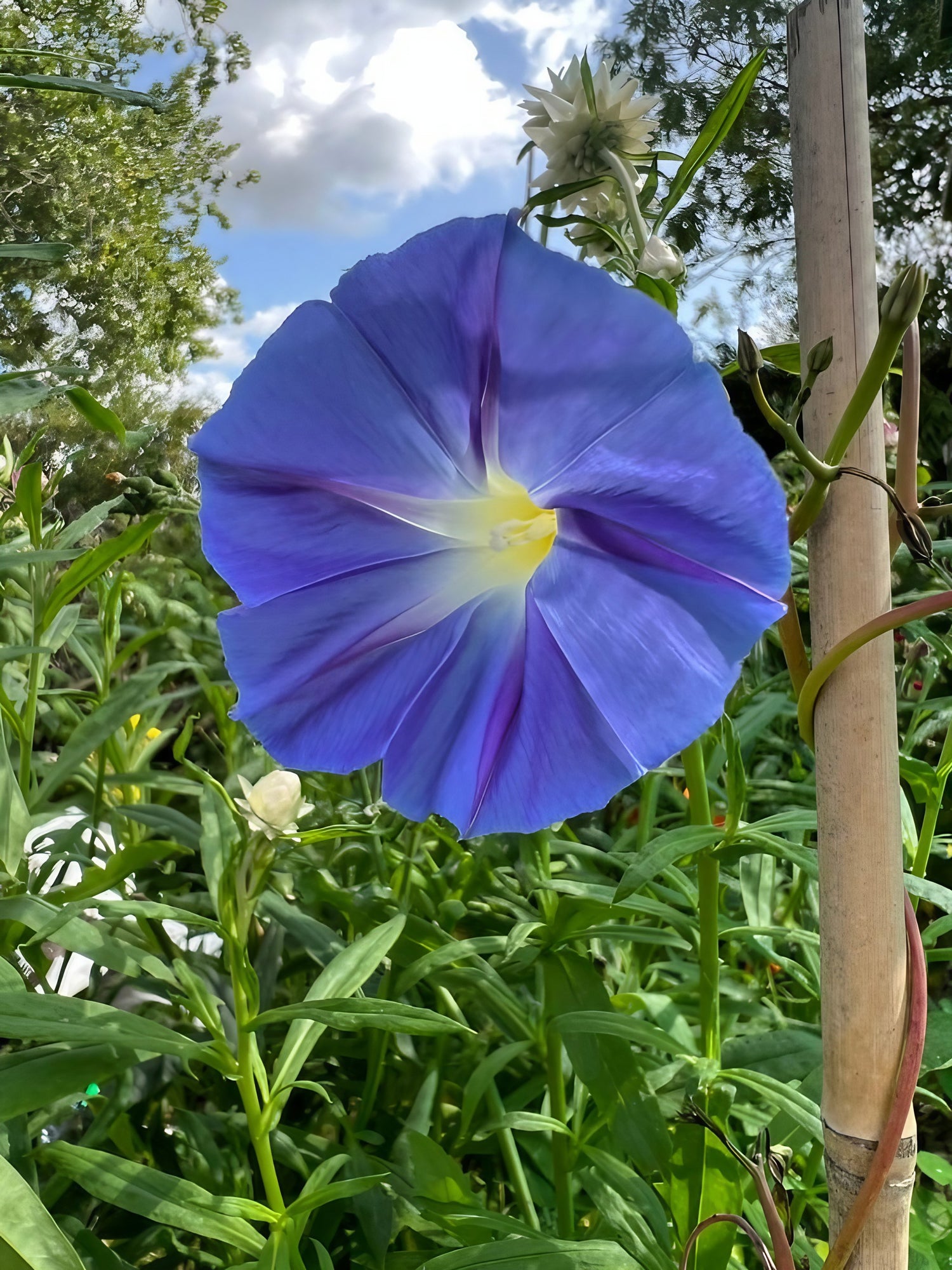 Single Ipomoea Heavenly Blue flower with white to pale blue petals in a garden setting