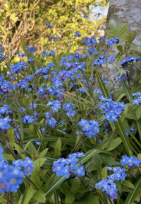 Forget-me-not Blue by Bishy Barnabees Cottage Garden features vibrant blue flowers with yellow centers and green leaves, blooming in sunlight with a tree trunk and blurred garden greenery behind.