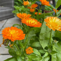 Calendula Oopsy Daisy by Bishy Barnabees Cottage Garden Ltd features bright orange blooms and green leaves, thriving outdoors alongside a wooden bench and tiled ground—a colorful, dwarf calendula highlighted by lush background greenery.