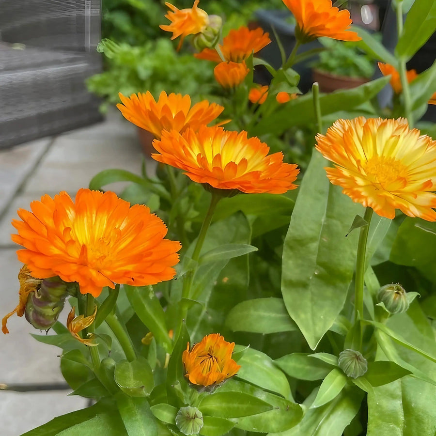 Calendula Oopsy Daisy by Bishy Barnabees Cottage Garden Ltd features bright orange blooms and green leaves, thriving outdoors alongside a wooden bench and tiled ground—a colorful, dwarf calendula highlighted by lush background greenery.