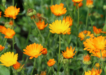 Cluster of Calendula Wintersun flowers with golden-orange petals in a natural setting