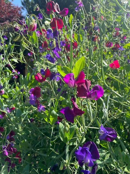 Vibrant Sweet Pea Old Spice Starry Night petals and greenery in daylight