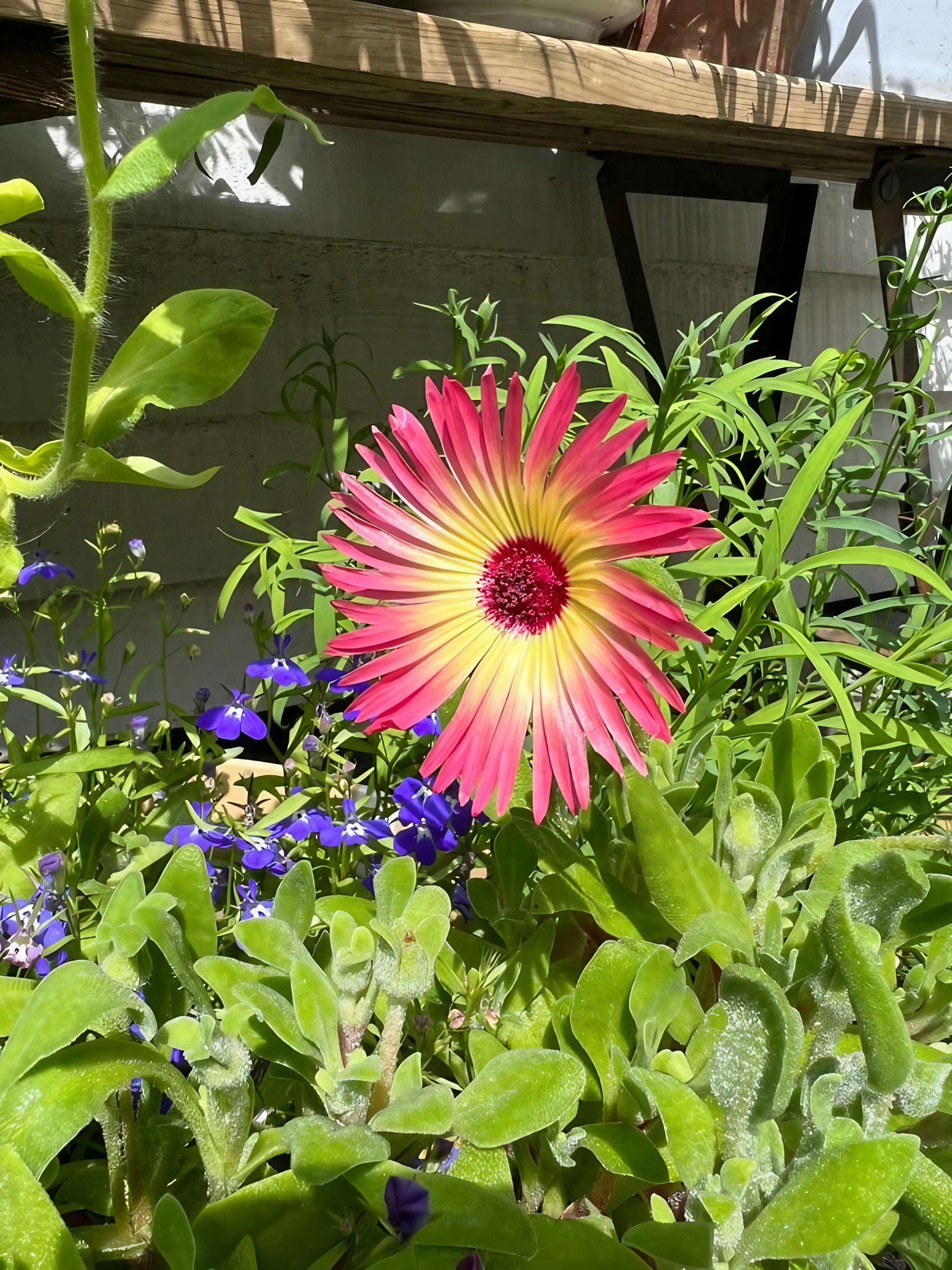 Mesembryanthemum Harlequin growing naturally in an outdoor setting