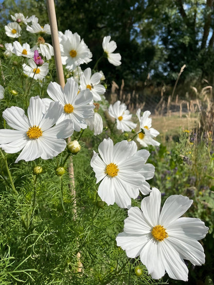 Cluster of white Cosmos Purity flowers in natural light