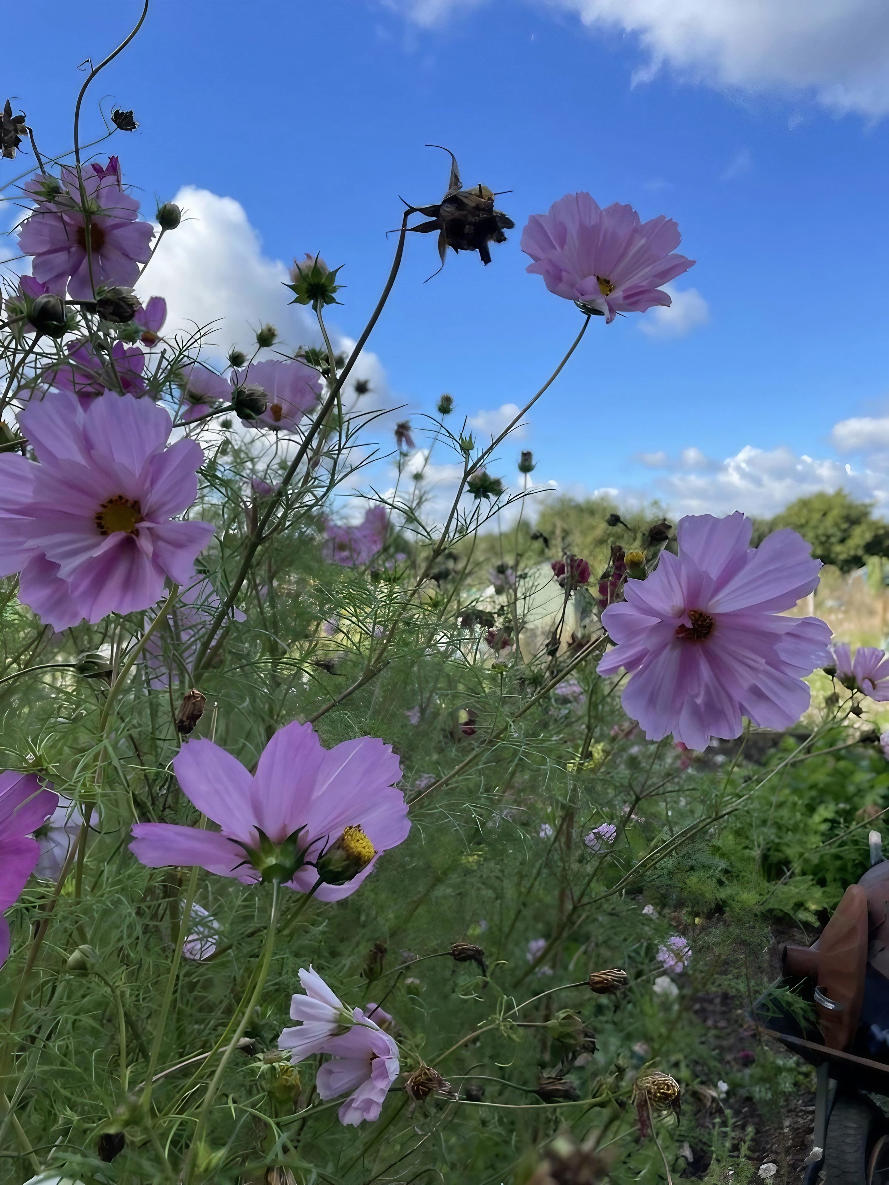 A garden full of Cosmos Seashell flowers in bloom