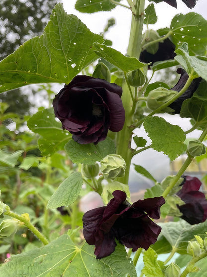 Detail of black Hollyhock Bishy Barnabee blooms with verdant leaves