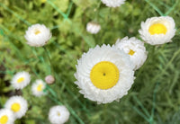 Close-up of white Strawflower Helipterum Roseum Mixed by Bishy Barnabees Cottage Garden, featuring yellow centers, green foliage, and support mesh, with a softly blurred background.