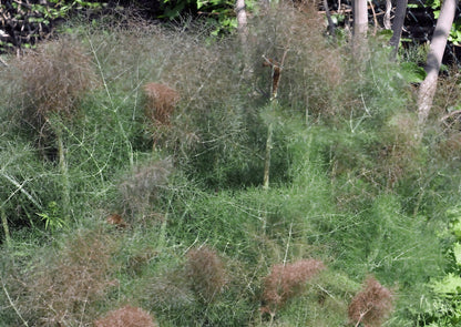 Full view of a mature Bronze Fennel plant displaying its richly colored stems