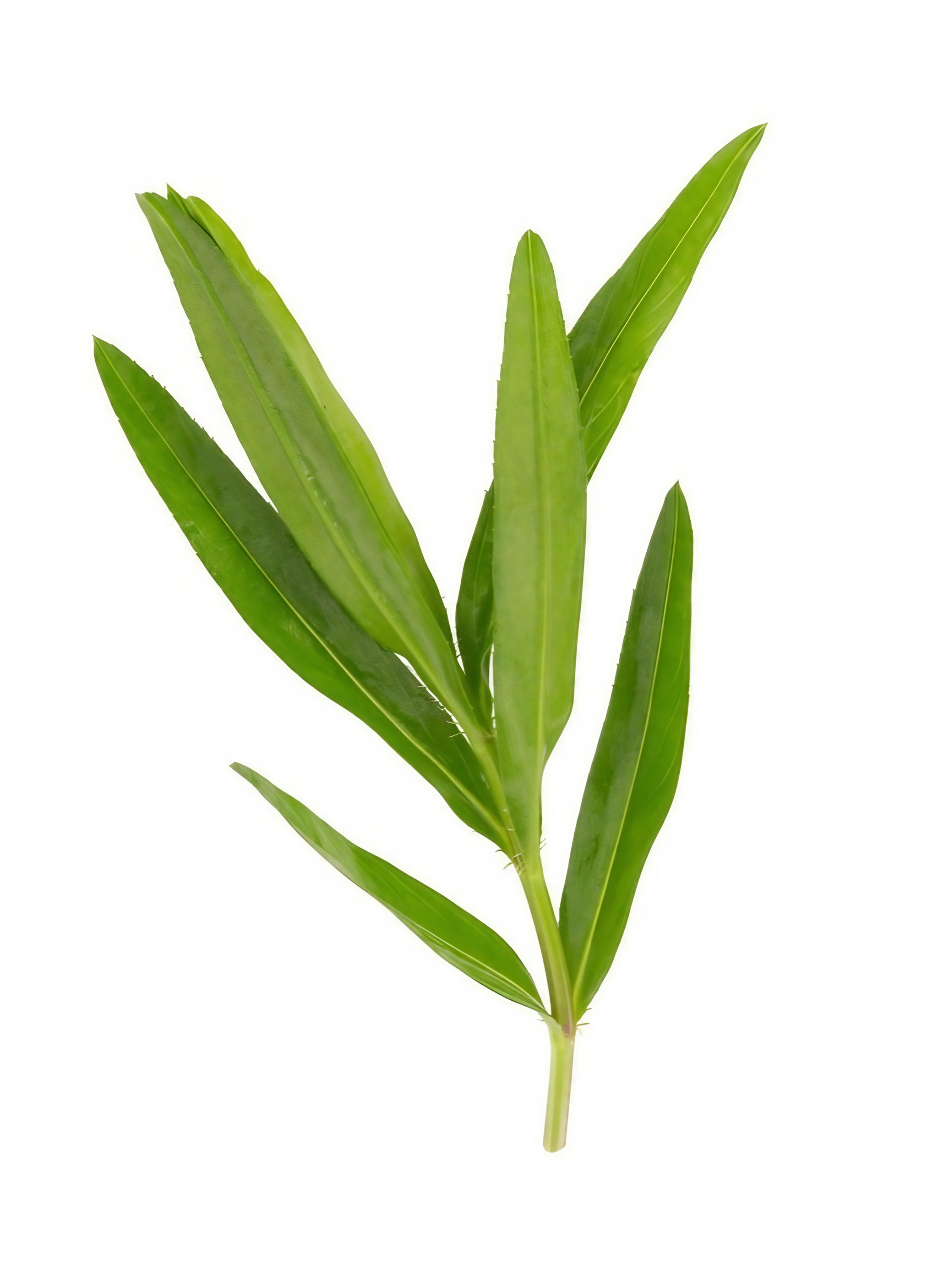 Russian Tarragon