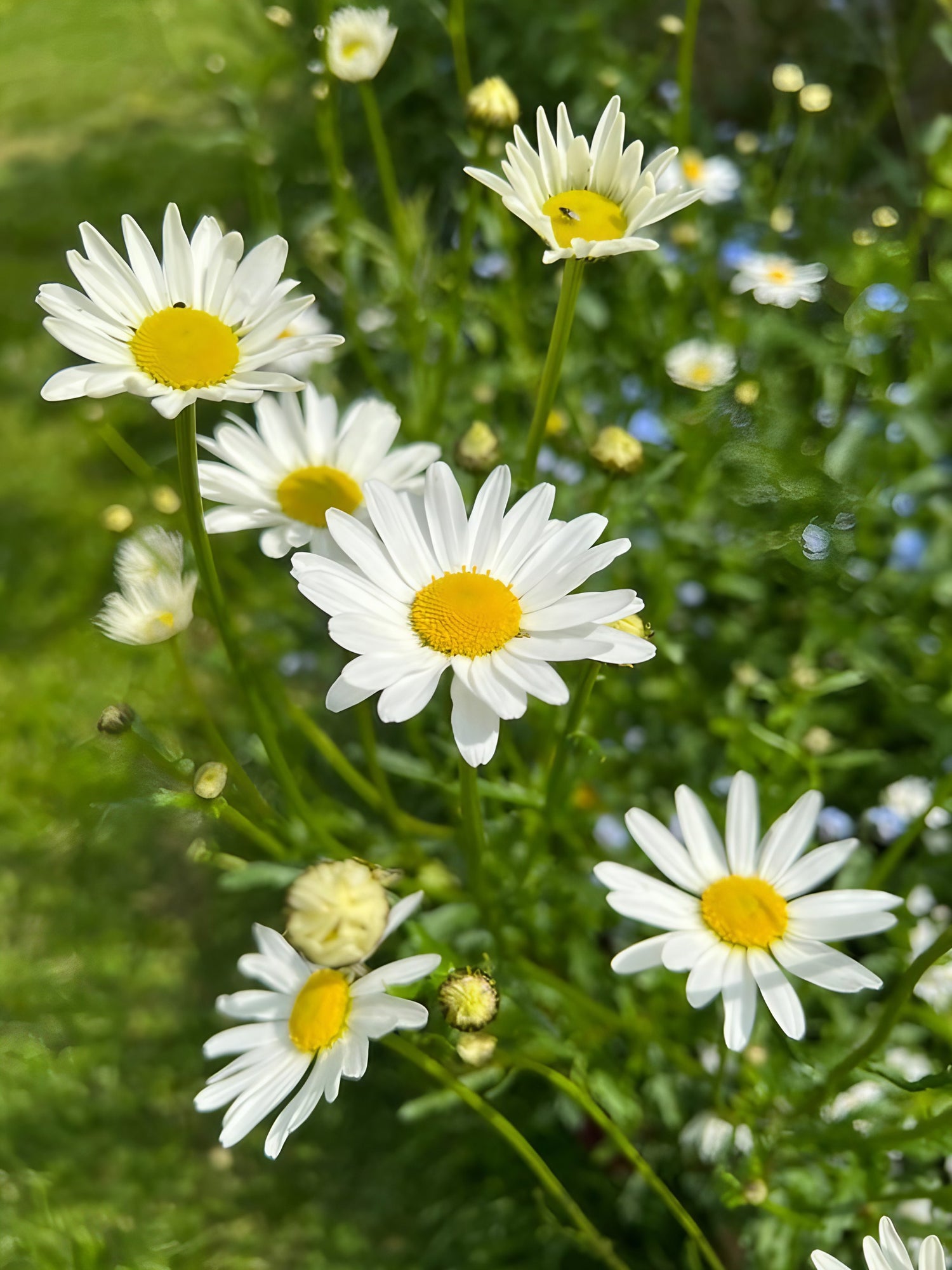 Close-up of Oxeye Daisies