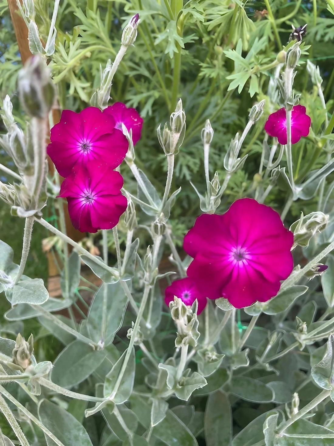 Close-up of Rose Campion with vibrant magenta blossoms in a garden setting