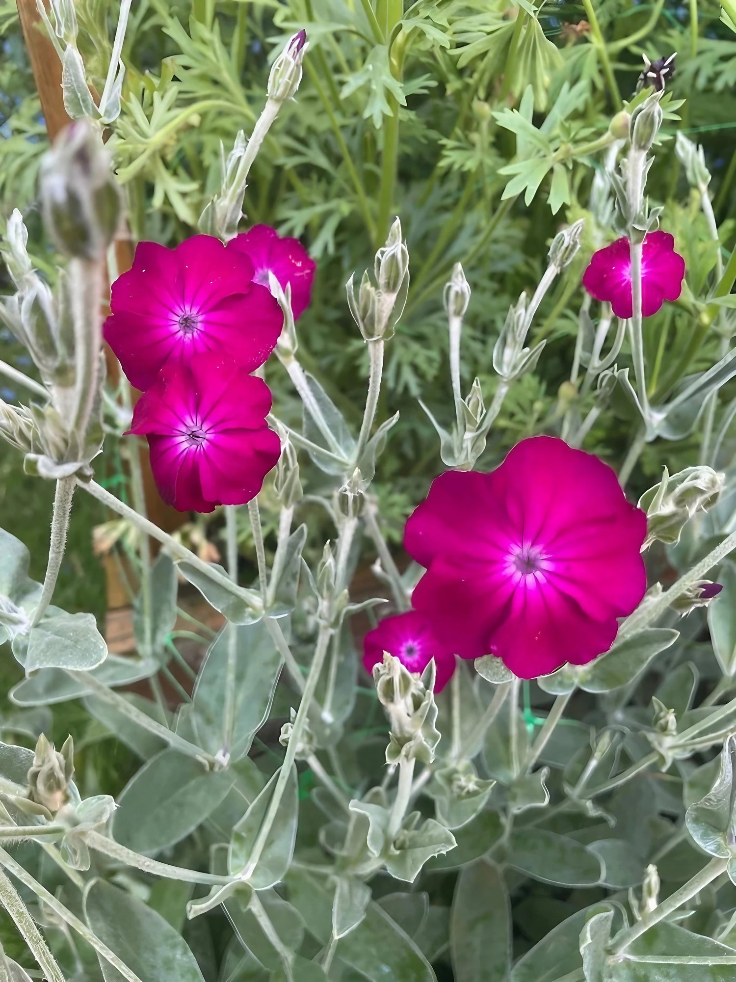 Close-up of Rose Campion with vibrant magenta blossoms in a garden setting