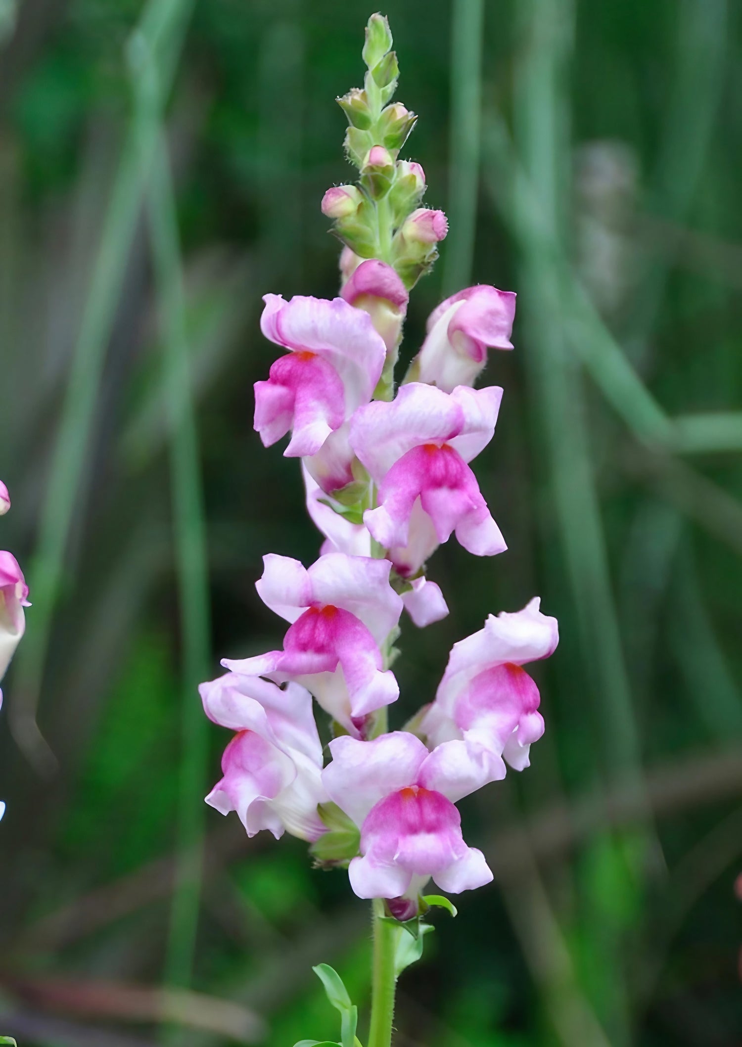 Beautiful silver bicolored snapdragon flower, Antirrhinum Lucky Lips, showing pink and white petals against a green background.