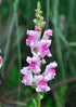 Beautiful silver bicolored snapdragon flower, Antirrhinum Lucky Lips, showing pink and white petals against a green background.