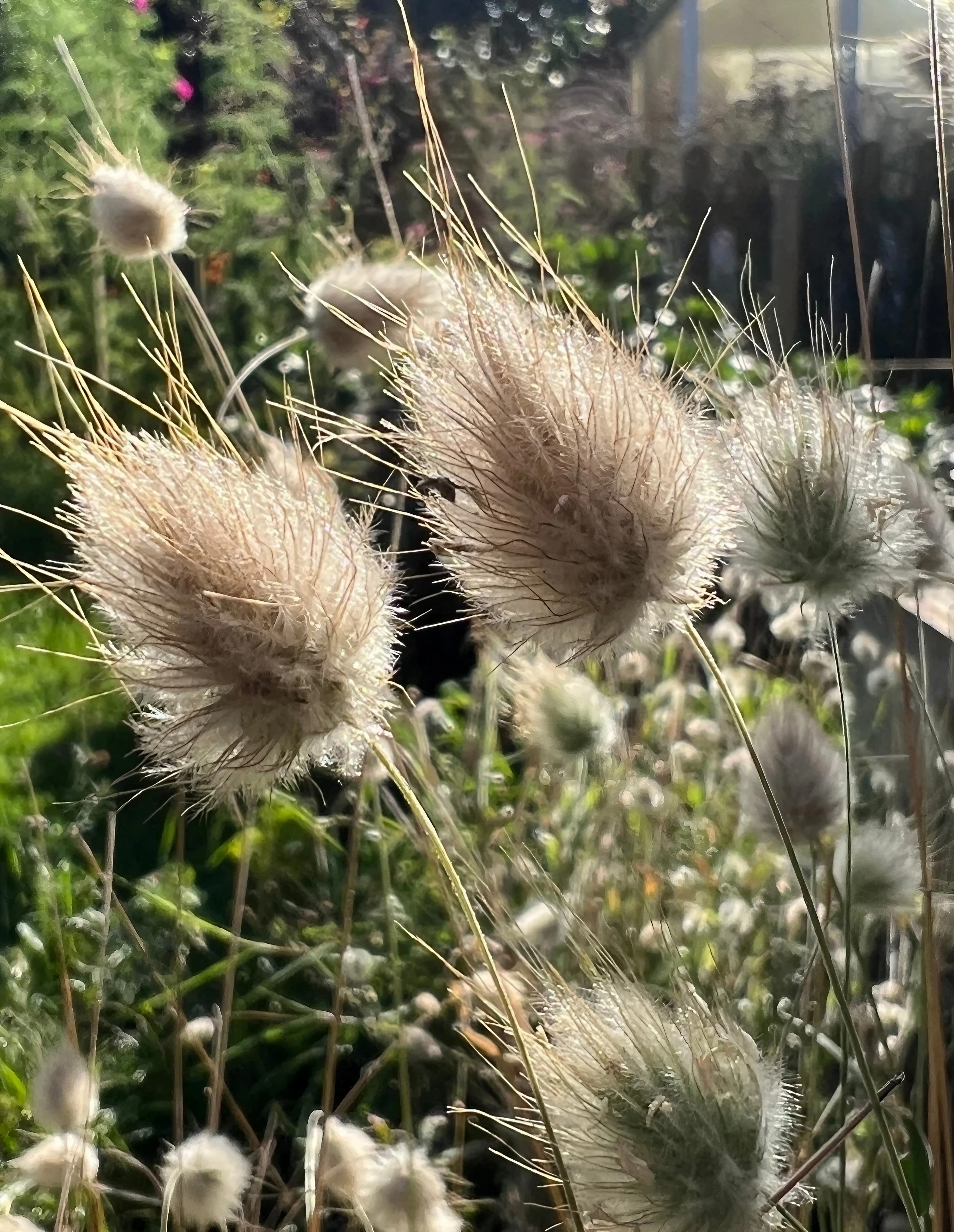 Bunny Tails Lagurus Ovatus in sunlight, showcasing soft, fluffy grass plumes in a garden setting.