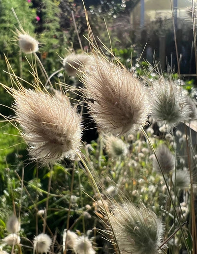 Close-up of fluffy, light brown Bunny Tails - Lagurus Ovatus by Bishy Barnabees Cottage Garden Ltd, their soft texture glowing in sunlight. Set against a lush, green garden—ideal ornamental grass for sensory gardens.