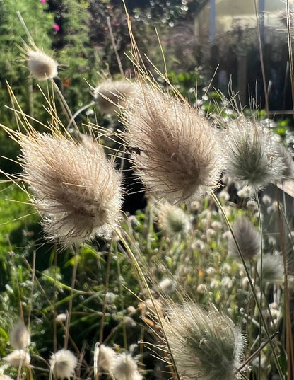 Bunny Tails Lagurus Ovatus in sunlight, showcasing soft, fluffy grass plumes in a garden setting.