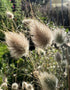 Bunny Tails Lagurus Ovatus in sunlight, showcasing soft, fluffy grass plumes in a garden setting.
