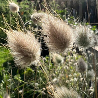 Close-up of fluffy, light brown Bunny Tails - Lagurus Ovatus by Bishy Barnabees Cottage Garden Ltd, their soft texture glowing in sunlight. Set against a lush, green garden—ideal ornamental grass for sensory gardens.