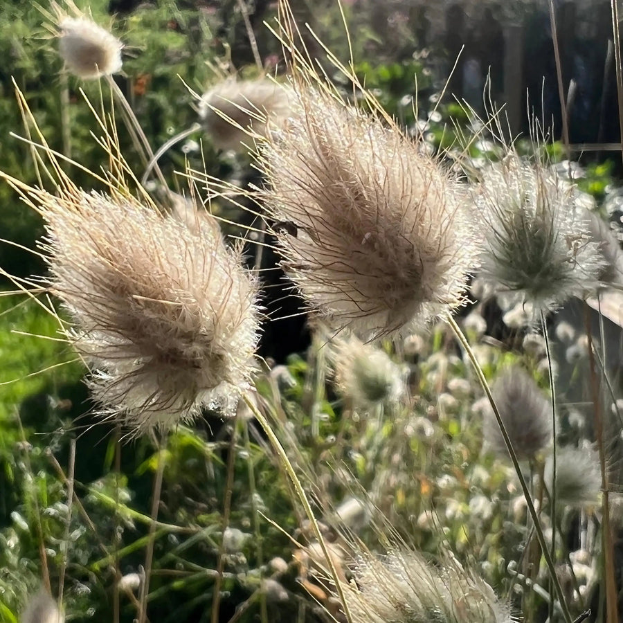 Close-up of fluffy, light brown Bunny Tails - Lagurus Ovatus by Bishy Barnabees Cottage Garden Ltd, their soft texture glowing in sunlight. Set against a lush, green garden—ideal ornamental grass for sensory gardens.