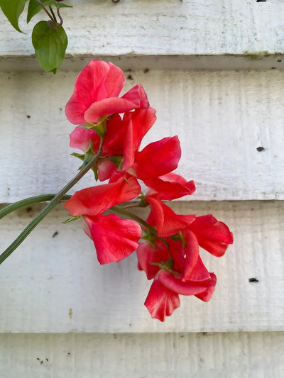 A cluster of vibrant red Sweet Pea Parfume Edith Flanagan flowers by Bishy Barnabees Cottage Garden Ltd climbs green stems against a white plank wall, showcasing this fragrant climbing variety.