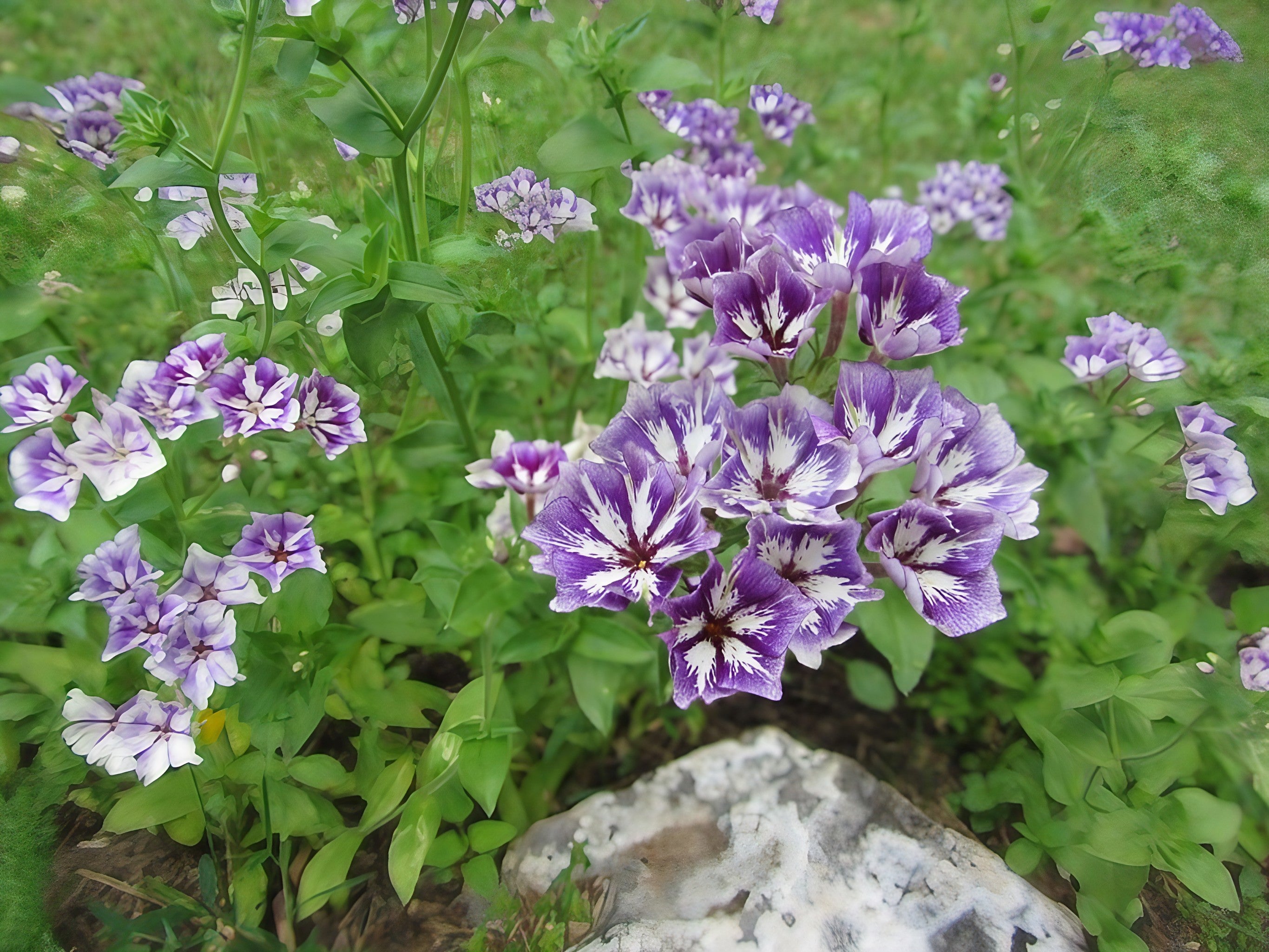 Phlox Sugar Stars flourishing with purple and white flowers in a field