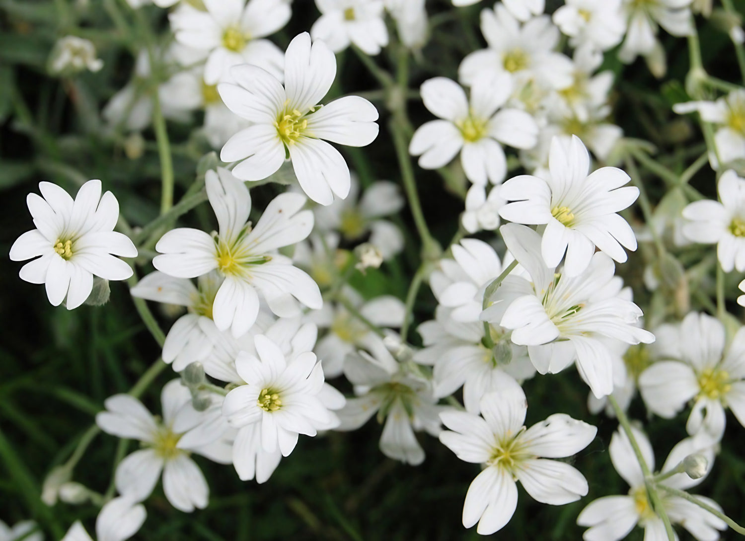 Cluster of Gypsophila Elegans Covent Garden with white blooms and golden centers