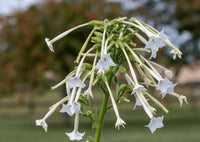 A close-up of Nicotiana White Trumpets by Bishy Barnabees Cottage Garden, featuring long, white trumpet flowers with flared tips atop green stems, set against a blurred outdoor background—ideal for evening garden elegance.
