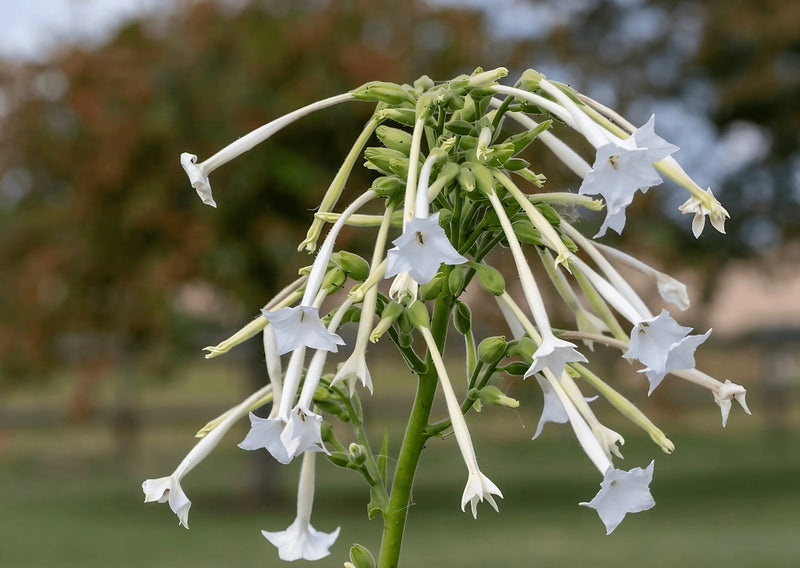 A close-up of Nicotiana White Trumpets by Bishy Barnabees Cottage Garden, featuring long, white trumpet flowers with flared tips atop green stems, set against a blurred outdoor background—ideal for evening garden elegance.