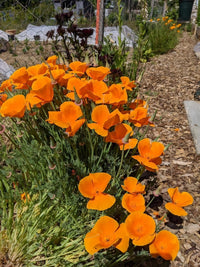 Poppy Californian Golden West flowers from Bishy Barnabees Cottage Garden display vibrant orange blooms and drought tolerance, brightening a garden bed with green foliage along a wood chip path near a wire fence.