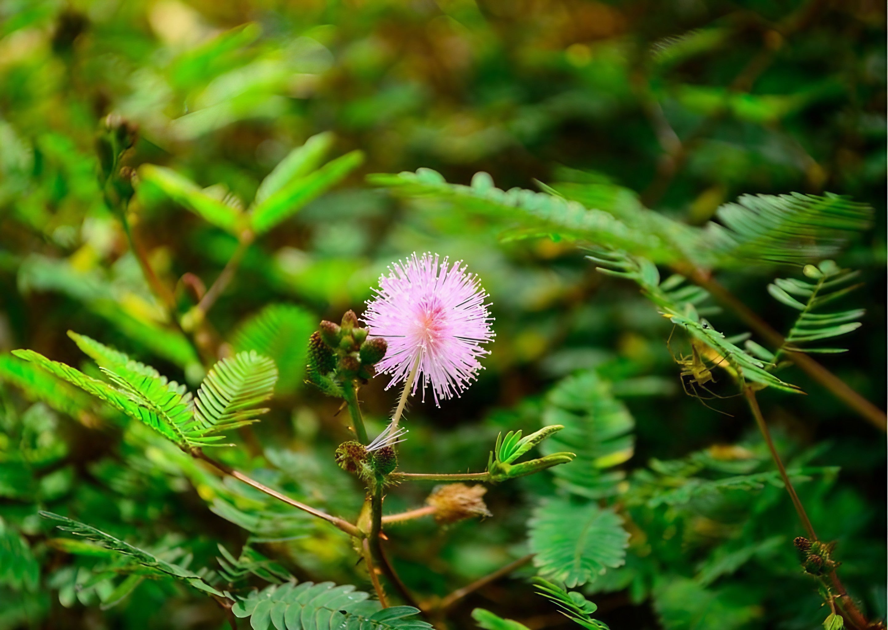 Pink Mimosa Pudica flower emerging among lush green foliage