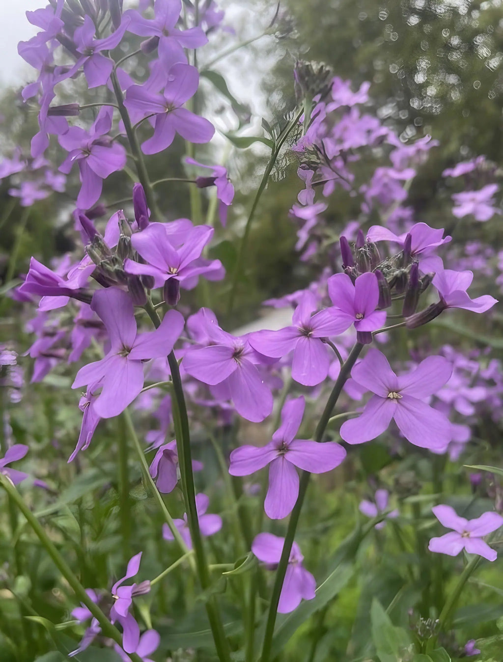 Close-up of Hesperis Purple (Sweet Rocket) by Bishy Barnabees Cottage Garden—tall, delicate purple flowers with four petals and slender green stems—blooming abundantly outdoors against a soft-focus, leafy background.