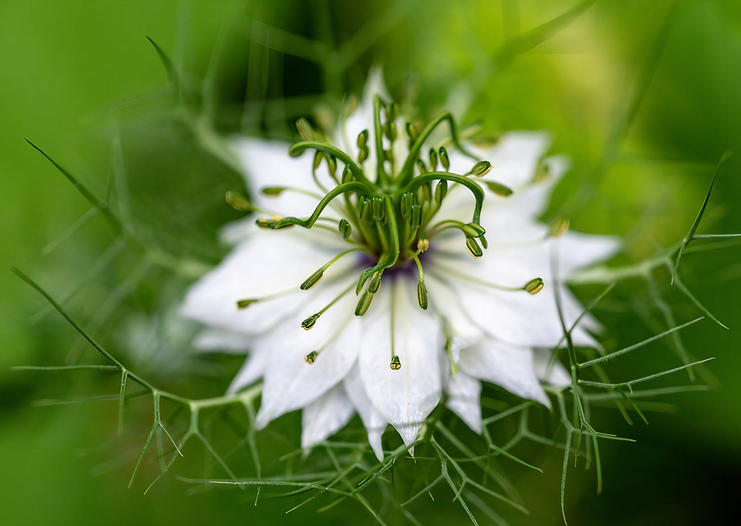 Buy 'Miss Jekyll White' LoveinaMist Seeds Online Bishy Barnabees