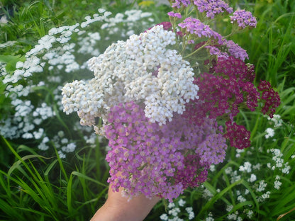 A person showcasing a gathered selection of Achillea Millefolium Pastel Mixed flowers with purple and white petals
