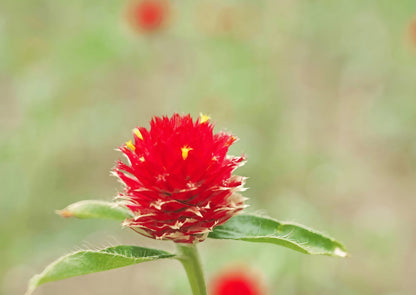 Close-up of Gomphrena Strawberry Fields bloom with vibrant red petals and subtle yellow accents