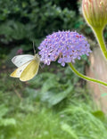 Didiscus Blue Lace (Trachymene coerulea) – pale butterfly on a flower cluster
