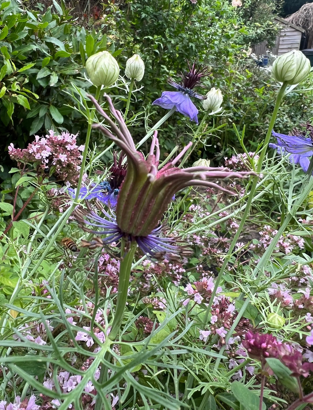 A close-up of Nigella hispanica by Bishy Barnabees Cottage Garden, featuring its striking seed pod surrounded by pink, purple, and royal violet-blue blooms amid lush green foliage.