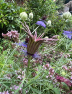 A close-up of Nigella hispanica by Bishy Barnabees Cottage Garden, featuring its striking seed pod surrounded by pink, purple, and royal violet-blue blooms amid lush green foliage.