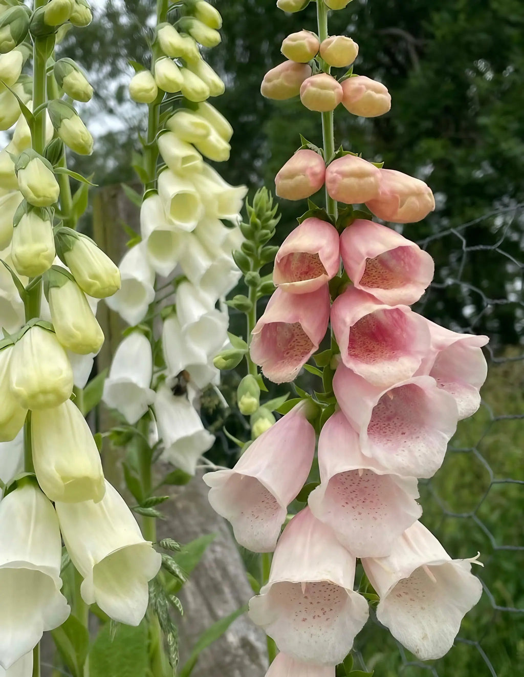 Close-up of tall Foxglove Bishy Barnabee Mix by Bishy Barnabees Cottage Garden, showing tubular pale yellow and soft pink flowers growing outdoors in a woodland garden with blurred greenery and wire fencing in the background.