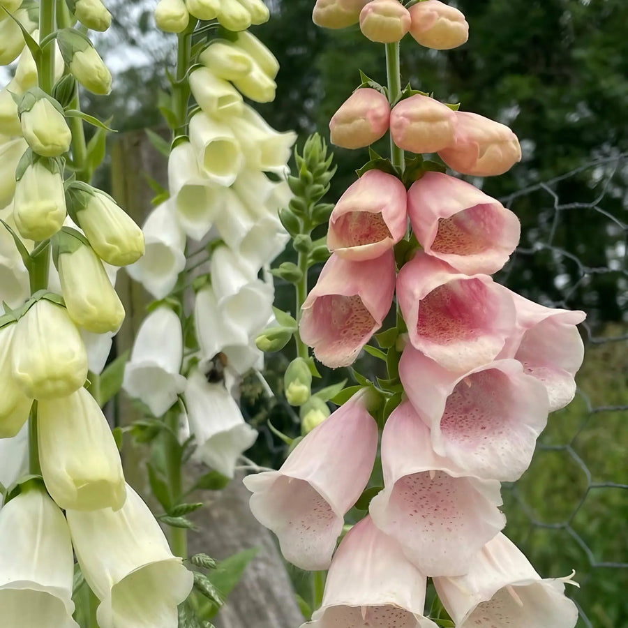 Foxglove 'Bishy Barnabee Mix' seeds — tall purple, white and apricot spires