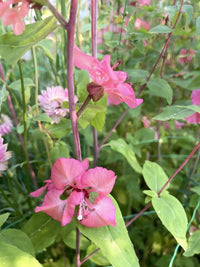 Close-up of delicate pink Clarkia Crown Double Mix flowers by Bishy Barnabees Cottage Garden Ltd, featuring elongated petals and green leaves against lush foliage and clover blossoms—a stunning hardy annual.