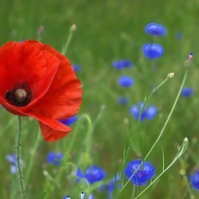 The Poppy Flanders Red by Bishy Barnabees Cottage Garden stands out with its vibrant petals among delicate blue British wildflowers and green grass in a natural outdoor setting.