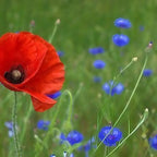 The Poppy Flanders Red by Bishy Barnabees Cottage Garden stands out with its vibrant petals among delicate blue British wildflowers and green grass in a natural outdoor setting.