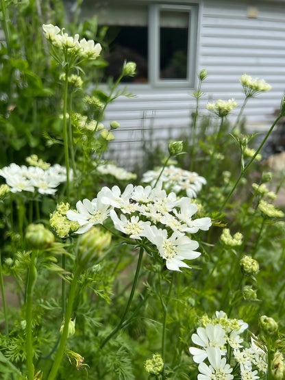 Orlaya Grandiflora blossoms adorning a residential facade