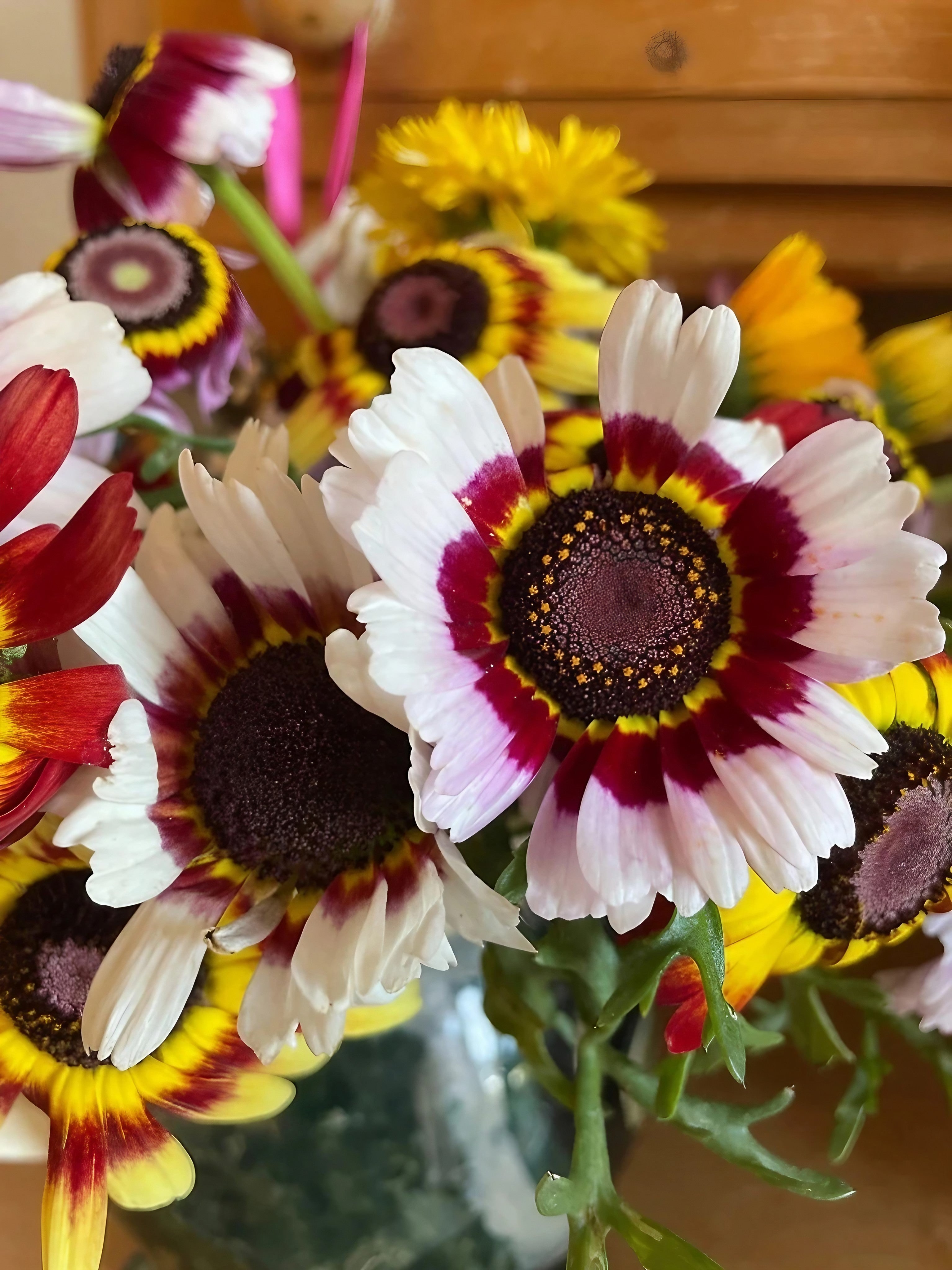 An arrangement of Chrysanthemum Painted Daisies in a vase on a table