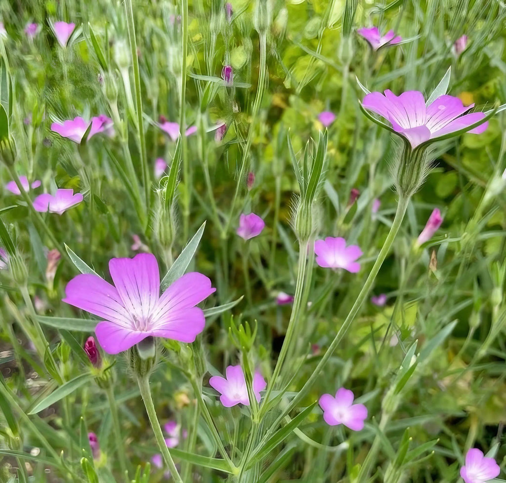 Close-up of vibrant pink wildflowers from The Meadow Flower Collection by Bishy Barnabees Cottage Garden, featuring slender green stems and lush leaves, surrounded by pink blooms and foliage glowing in natural sunlight.