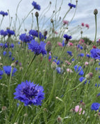 A close-up of The Timeless Collection by Bishy Barnabees Cottage Garden showcases vibrant blue and purple cornflowers among green stems and pink blossoms, capturing the charm of a wildflower meadow beneath a cloudy sky.